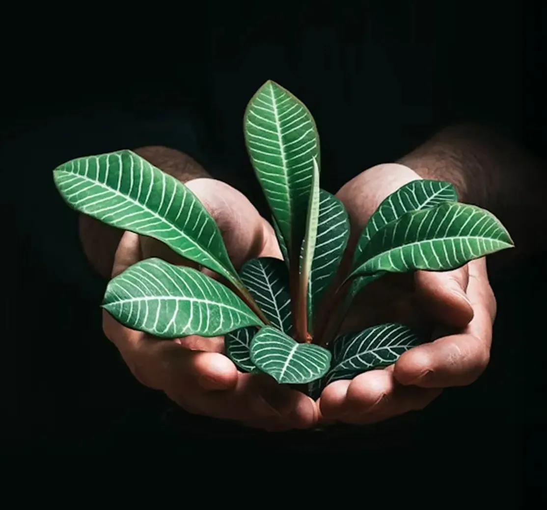 Social Impact and Economic Opportunity